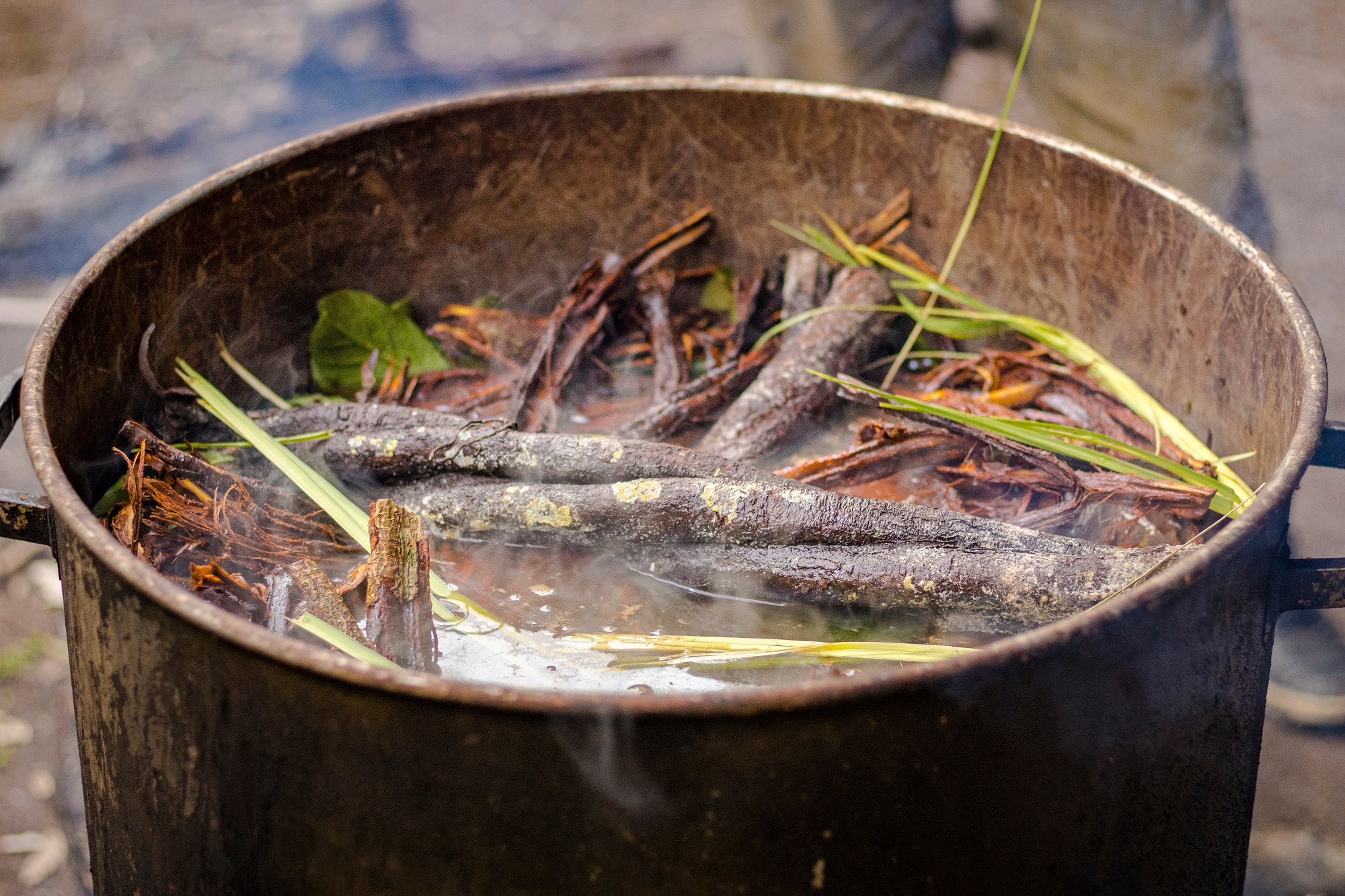 La acción terapéutica de la ayahuasca en párkinson es independiente de sus efectos alucinógenos